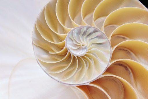 The cross-section of a nautilus shell exemplifying the golden ratio. 