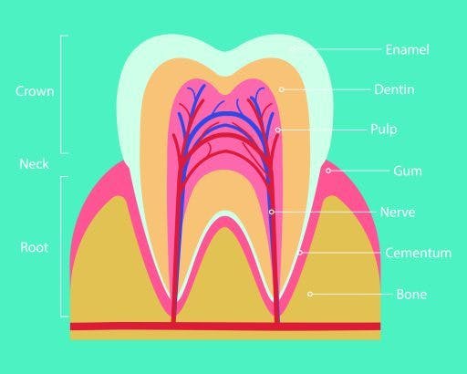 A diagram showing the parts of a tooth.