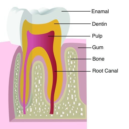 A cross-section of a tooth.