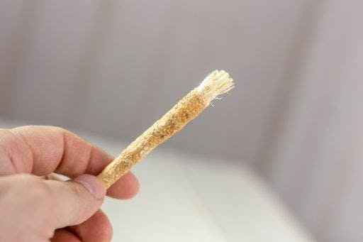 A person holds a miswak, a traditional teeth-cleaning twig.