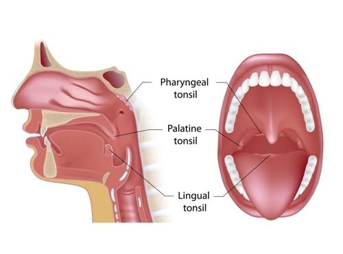 An illustration of the anatomy of tonsils. 